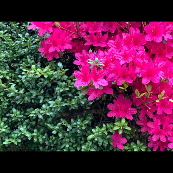 Meet your Posher, Rosie - Picture 1 of 1